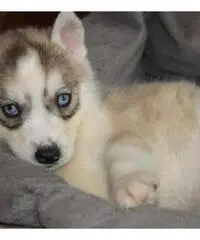 Cute And Adorable Siberian Husky Puppies For Adoption Cute And Adorable Siberian Husky Puppies For Adoption