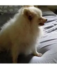 Gorgeous true British short hair kittens Gorgeous true British short hair kittens