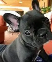 Adorabili cuccioli di Bulldog francese - 2 femmine e 2 maschi, Adorabili cuccioli di Bulldog francese - 2 femmine e 2 maschi,