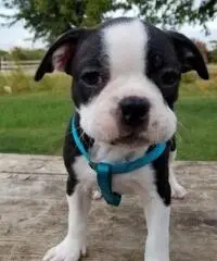 CUCCIOLI DI BOSTON TERRIER FEMMINA E MASCHIO