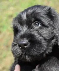 CUCCIOLI SCHNAUZER  NERO DISPONIBILI