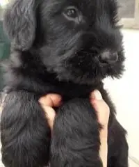 CUCCIOLI SCHNAUZER  NERO DISPONIBILI