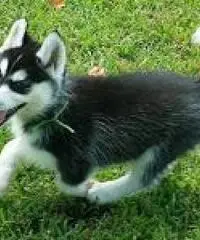 Cuccioli di siberian husky Cuccioli di siberian husky