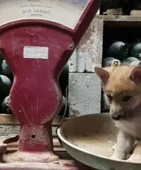 LUPO CECOSLOVACCO CUCCIOLI CON PEDIGREE