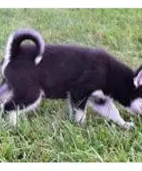 Abbiamo dei bellissimi cuccioli di Siberian Husky Abbiamo dei bellissimi cuccioli di Siberian Husky