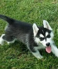 Abbiamo dei bellissimi cuccioli di Siberian Husky Abbiamo dei bellissimi cuccioli di Siberian Husky