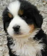 BELLISSIMI CUCCIOLI DI BOVARO DEL BERNESE BELLISSIMI CUCCIOLI DI BOVARO DEL BERNESE