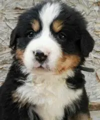 BELLISSIMI CUCCIOLI DI BOVARO DEL BERNESE BELLISSIMI CUCCIOLI DI BOVARO DEL BERNESE