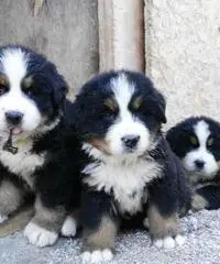 BELLISSIMI CUCCIOLI DI BOVARO DEL BERNESE BELLISSIMI CUCCIOLI DI BOVARO DEL BERNESE