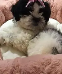 Simpatici cuccioli di Lhasa Apso disponibili Simpatici cuccioli di Lhasa Apso disponibili