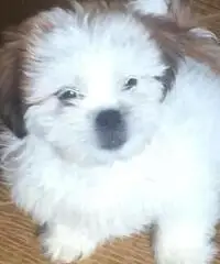 Simpatici cuccioli di Lhasa Apso disponibili Simpatici cuccioli di Lhasa Apso disponibili