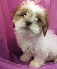 Simpatici cuccioli di Lhasa Apso disponibili Simpatici cuccioli di Lhasa Apso disponibili