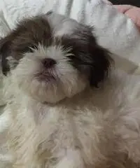 Simpatici cuccioli di Lhasa Apso disponibili Simpatici cuccioli di Lhasa Apso disponibili