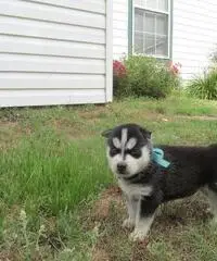 Abbiamo dei bellissimi cuccioli di Siberian Husky Abbiamo dei bellissimi cuccioli di Siberian Husky