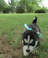 Abbiamo dei bellissimi cuccioli di Siberian Husky Abbiamo dei bellissimi cuccioli di Siberian Husky