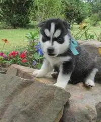 Abbiamo dei bellissimi cuccioli di Siberian Husky Abbiamo dei bellissimi cuccioli di Siberian Husky