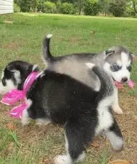 Abbiamo dei bellissimi cuccioli di Siberian Husky Abbiamo dei bellissimi cuccioli di Siberian Husky