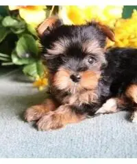 Cucciolo di Yorkie in vendita