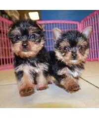 Cucciolo adorabile del yorkshire del Teacup da vendere