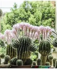 CACTUS Equinopsis multi Fiori grandi belli profumati ! CACTUS Equinopsis multi Fiori grandi belli profumati !