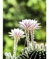 CACTUS Equinopsis multi Fiori grandi belli profumati ! CACTUS Equinopsis multi Fiori grandi belli profumati !