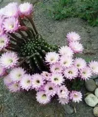 CACTUS Equinopsis multi Fiori grandi belli profumati ! CACTUS Equinopsis multi Fiori grandi belli profumati !