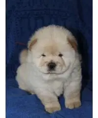 Cuccioli di chow chow Cuccioli di chow chow