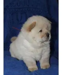 Cuccioli di chow chow Cuccioli di chow chow