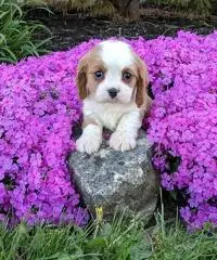 akc cavalier king charles