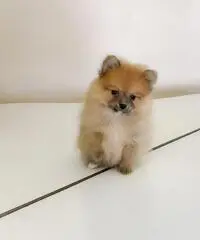Cuccioli di Pomerania Cuccioli di Pomerania