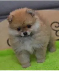 Cuccioli di Pomerania Cuccioli di Pomerania