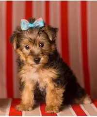cuccioli di yorkshire ckc