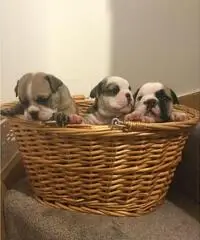 Cuccioli bulldog inglesi registrati in Kc