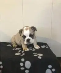 Cuccioli bulldog inglesi registrati in Kc