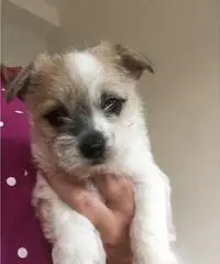 Cuccioli maltesi per buone case. Cuccioli maltesi per buone case.