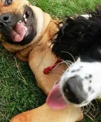 Dogsitter con esperienza pluriennale pernottamento Dogsitter con esperienza pluriennale pernottamento