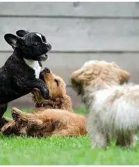 Dogsitter con esperienza pluriennale pernottamento Dogsitter con esperienza pluriennale pernottamento