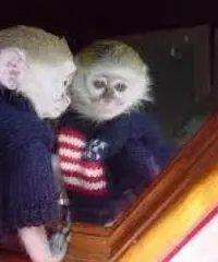 Scimmie cappuccina Disponibile per l'adozione Scimmie cappuccina Disponibile per l'adozione