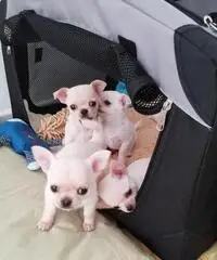 Regalo. Bellissimi cuccioli chihuahua per adozione