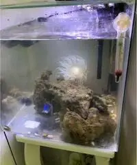 Acquario marino completo Acquario marino completo