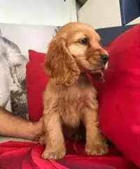 Allevamento amatoriale cocker spaniel inglese Allevamento amatoriale cocker spaniel inglese