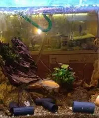 Acquario avviato Acquario avviato