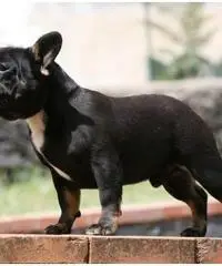 Bouledogue bulldog francese frenc black e tan