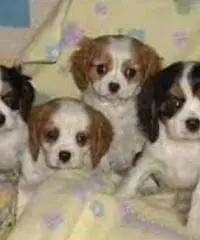 Cavalier King