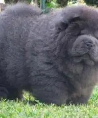 Chow Chow cucciola blu d'allevamento ENCI