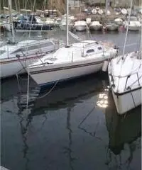 Stag 29 Stag 29