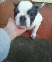 Cucciola Bulldog francese