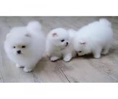 Fantastici cuccioli pomeranian per l'adozione