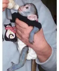 Meravigliosa scimmia cappuccina adorabile per adozione Meravigliosa scimmia cappuccina adorabile per adozione