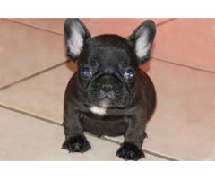Adorabili cuccioli di Bulldog francese per l'adozione gratuita